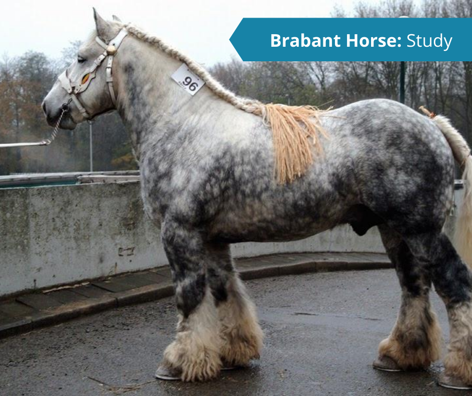 Belgian Draft Horses